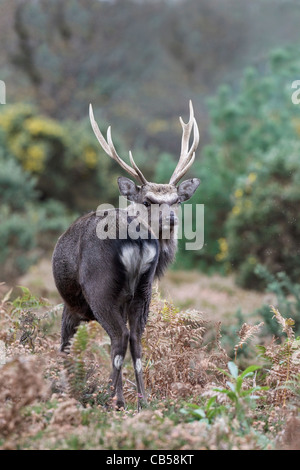 Un CERF Le cerf Sika en manteau d'hiver à l'état sauvage dans le Royaume-Uni Banque D'Images