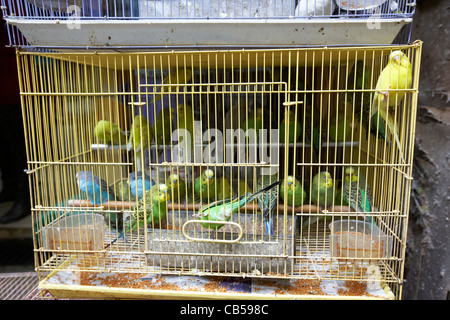 Canaries en vente dans une cage à la yuen po street bird garden district Mong Kok, Kowloon Hong Kong région administrative spéciale de Chine Banque D'Images