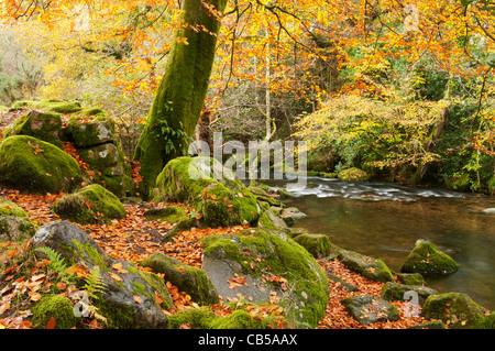 Hêtre automne arbre près de river Meavy, Dartmoor, Devon UK Banque D'Images