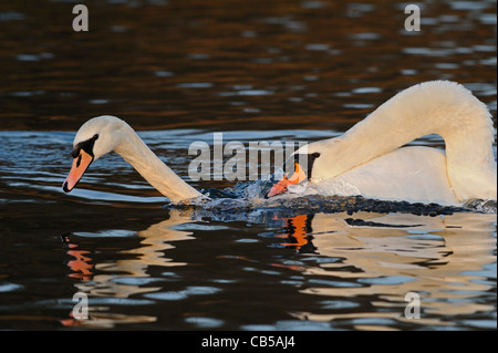 Mâle adulte dominant cygne muet de protéger son territoire contre un jeune cygne muet Banque D'Images