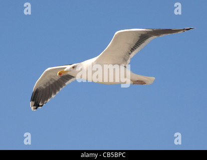 Un bel exemple du goéland argenté, Larus argentatus, en vol contre un ciel bleu clair Banque D'Images