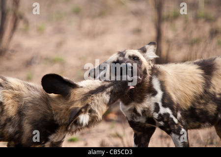 Deux chiens sauvages peints d'Afrique (Lycaon pictus) lécher face Banque D'Images