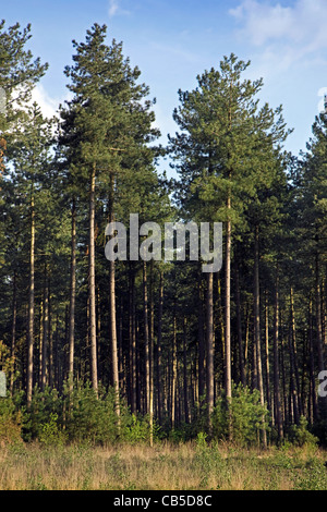 European pin noir (Pinus nigra) arbres de forêt, Belgique Banque D'Images