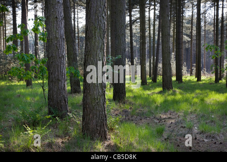 European pin noir (Pinus nigra) arbres de forêt, Belgique Banque D'Images