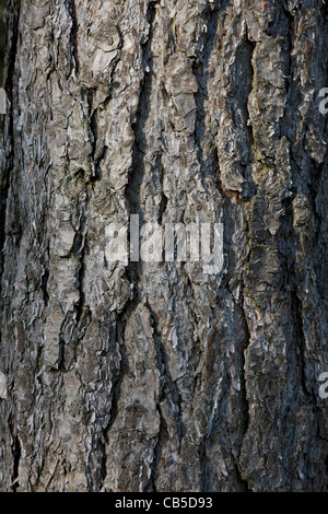 Close-up de l'écorce de pin noir (Pinus nigra) arbre en forêt, Belgique Banque D'Images