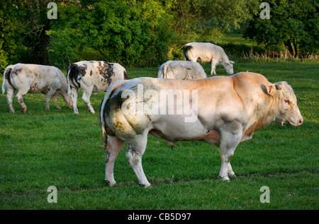 Costaud musculaire taureau blanc (Bos taurus) en troupeau en champ, Belgique Banque D'Images