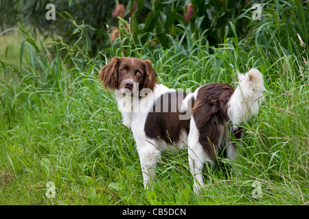 Drentsche Patrijshond / dutch / chien Partridge Drent spaniel chien de chasse de type dans la zone, les Pays-Bas Banque D'Images