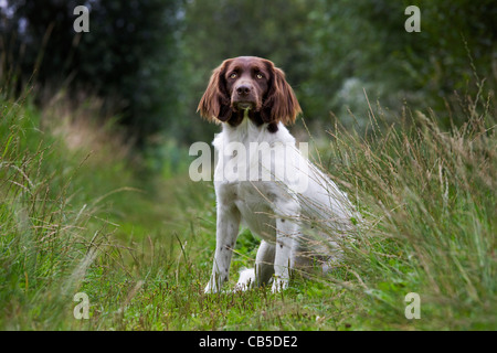 Drentsche Patrijshond / dutch / chien Partridge Drent spaniel chien de chasse de type dans la zone, les Pays-Bas Banque D'Images