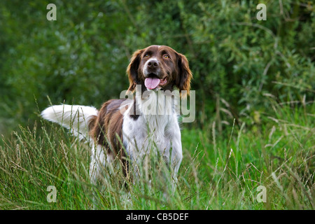 Drentsche Patrijshond / dutch / chien Partridge Drent spaniel chien de chasse de type dans la zone, les Pays-Bas Banque D'Images