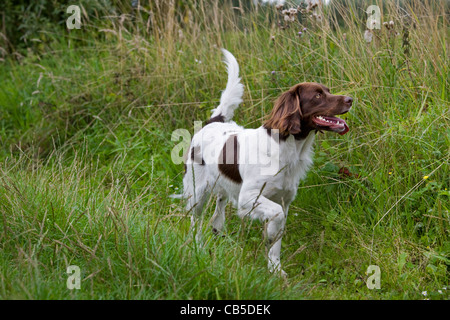 Drentsche Patrijshond / dutch / chien Partridge Drent spaniel chien de chasse de type dans la zone, les Pays-Bas Banque D'Images