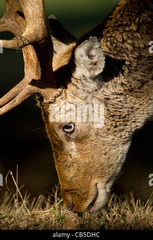 Le pâturage cerf daim Banque D'Images