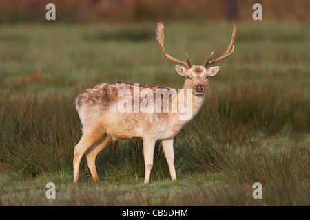 Cerf daim Banque D'Images