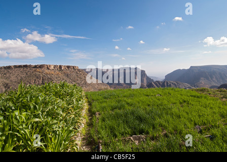 Al Jabal al Akhdar Ferme de montagne Banque D'Images