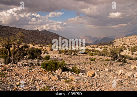 Al Jabal al Akhdar Montagne Banque D'Images