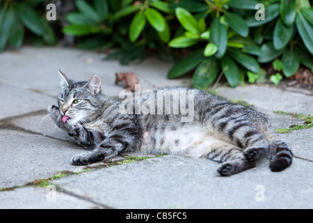 Chat, toilettage lui-même à l'extérieur dans jardin, Basse-Saxe, Allemagne Banque D'Images