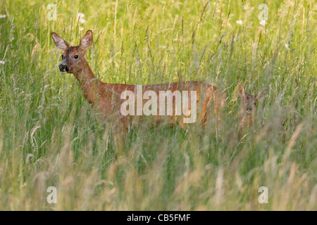 Le Chevreuil (Capreolus capreolus), avec le faon dans l'herbe sauvage, Basse-Saxe, Allemagne Banque D'Images