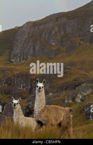 Deux lamas sous la pluie à l'extérieur du Parc National El Cajas Cuenca, Équateur Banque D'Images