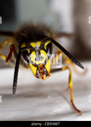 Vue antérieure d'une guêpe vespula vulgaris, queen, sa toilette pied milieu gauche Banque D'Images