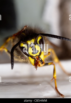 Vue antérieure d'une guêpe vespula vulgaris, queen, sa toilette avant-pied droit Banque D'Images