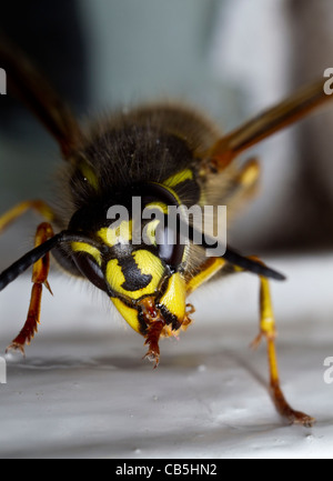 Vue antérieure d'une guêpe vespula vulgaris, queen, toilettage, avec le tarse antérieur droit (pied) entre ses mandibules (mâchoires) Banque D'Images