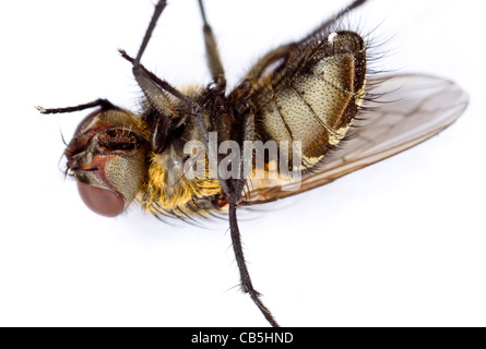 Pollenia rudis (cluster) Femme, couchée sur le dos et essayer de tourner Banque D'Images