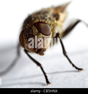 Pollenia rudis Cluster fly (femelle) Banque D'Images