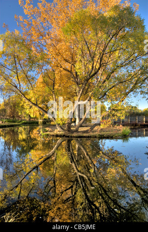 Feuille de pêcher le saule et le peuplier de couleurs de l'automne reflète dans l'étang miroir comme surface. Banque D'Images