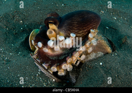 Octopus marginatus Amphioctopus de Coco, dans un tesson de bouteille avec des oeufs, le Détroit de Lembeh, Manado, nord de Sulawesi, en Indonésie, du Pacifique Banque D'Images