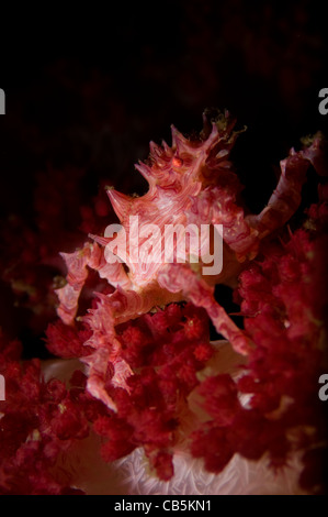 Crabe Hoplophrys coraux mous, oatesii, Détroit de Lembeh, Manado, nord de Sulawesi, Indonésie, l'Océan Pacifique Banque D'Images