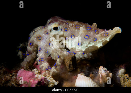 Bague bleue octopus affichage anneaux, Hapalochlaena sp., le Détroit de Lembeh, Manado, nord de Sulawesi, Indonésie, l'Océan Pacifique Banque D'Images