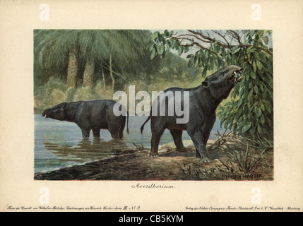 Moeritherium, espèce de mammifères préhistoriques relatives à l'éléphant. Banque D'Images