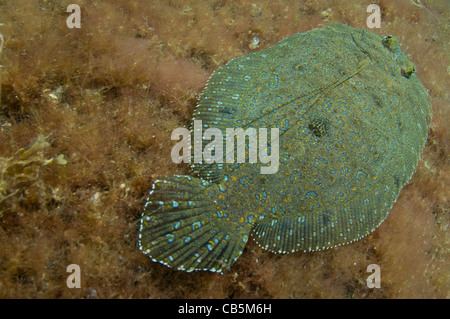 Bothus pantherinus, plie rouge Leopard, le Détroit de Lembeh, Bitung, Manado, nord de Sulawesi, Indonésie, l'Océan Pacifique Banque D'Images