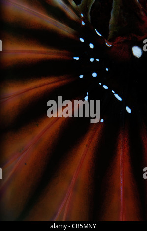 Détail de la moule poisson-papillon, Dendrochirus zebra, Détroit de Lembeh, Bitung, Manado, nord de Sulawesi, Indonésie, l'Océan Pacifique Banque D'Images