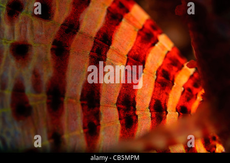 Détail de la moule poisson-papillon, Dendrochirus zebra, Détroit de Lembeh, Bitung, Manado, nord de Sulawesi, Indonésie, l'Océan Pacifique Banque D'Images