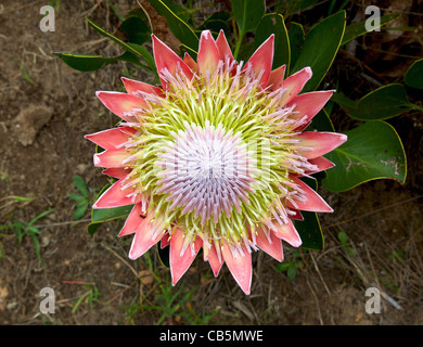 Le Roi ou Giant Protea, fleur nationale de l'Afrique du Sud. Banque D'Images