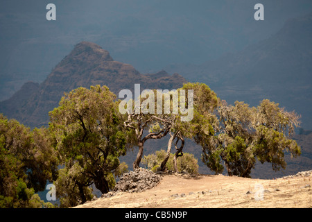 Paysage spectaculaire le long de l'escarpement nord dans le parc national des montagnes du Simien, le nord de l'Éthiopie, l'Afrique. Banque D'Images