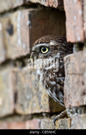 Chouette chevêche (Athene noctua) perché dans un trou dans un mur de briques Banque D'Images