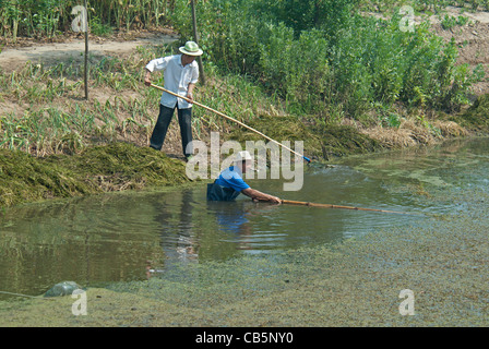 Chine, Jiangsu, Qidong, les agriculteurs de la végétation aquatique de compensation d'un canal d'irrigation étouffé avec des perches en bambou. Banque D'Images