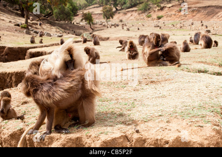 Une grande troupe de babouins Gelada le long de l'escarpement nord du pâturage dans les montagnes du Simien, le nord de l'Éthiopie, l'Afrique. Banque D'Images