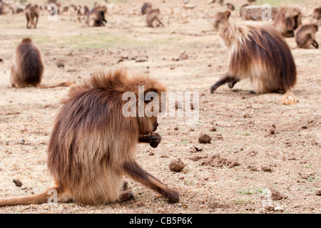 Une grande troupe de babouins Gelada le long de l'escarpement nord du pâturage dans les montagnes du Simien, le nord de l'Éthiopie, l'Afrique. Banque D'Images