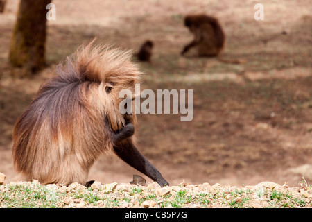 Un grand mâle babouin gelada le pâturage le long de l'escarpement nord dans les montagnes du Simien, le nord de l'Éthiopie, l'Afrique. Banque D'Images