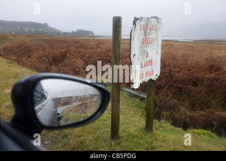 Avertissement des conducteurs de moutons et d'agneaux, Pennyghael, Ile de Mull, en Ecosse. Banque D'Images