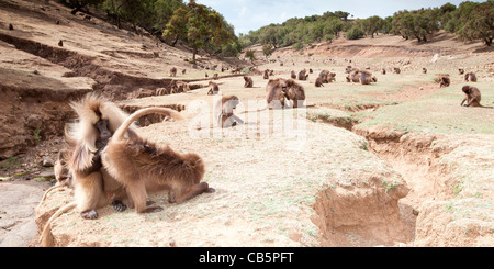 Une grande troupe de babouins Gelada le long de l'escarpement nord du pâturage dans les montagnes du Simien, le nord de l'Éthiopie, l'Afrique. Banque D'Images