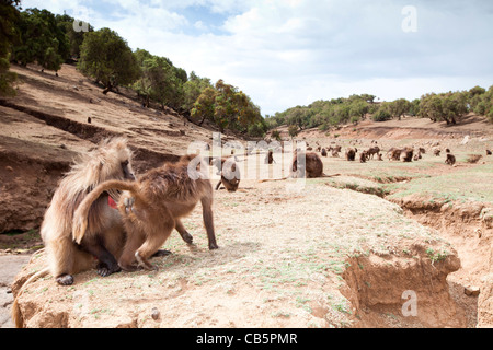 Une grande troupe de babouins Gelada le long de l'escarpement nord du pâturage dans les montagnes du Simien, le nord de l'Éthiopie, l'Afrique. Banque D'Images