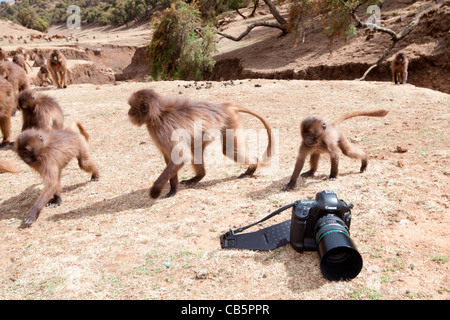 Une grande troupe de babouins Gelada le long de l'escarpement nord du pâturage dans les montagnes du Simien, le nord de l'Éthiopie, l'Afrique. Banque D'Images