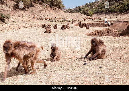 Une grande troupe de babouins Gelada le long de l'escarpement nord du pâturage dans les montagnes du Simien, le nord de l'Éthiopie, l'Afrique. Banque D'Images