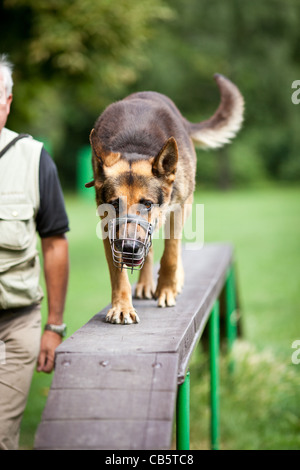 Maître et son obéissant (chien de berger allemand) à un centre de formation de chien Banque D'Images