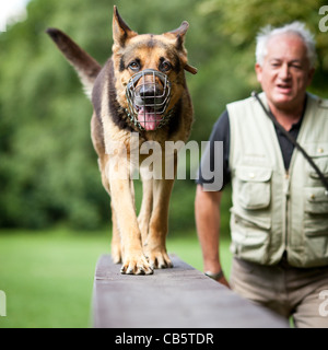 Maître et son obéissant (chien de berger allemand) à un centre de formation de chien Banque D'Images