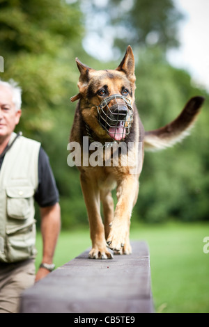 Maître et son obéissant (chien de berger allemand) à un centre de formation de chien Banque D'Images