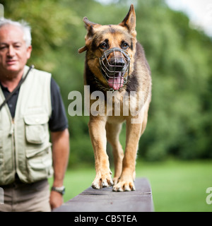 Maître et son obéissant (chien de berger allemand) à un centre de formation de chien Banque D'Images